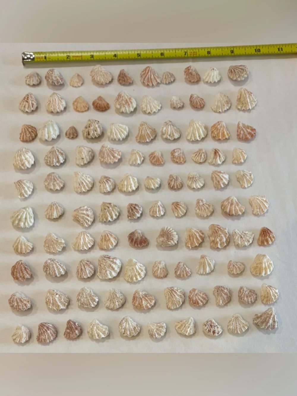 100 - KITTENPAW KITTY PAW  FLORIDA ATLANTIC KITTEN PAW SEASHELLS DOUBLE SIDE